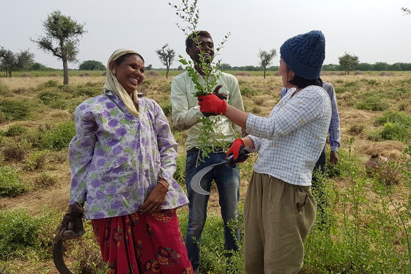 Keo Henna Field Image 12