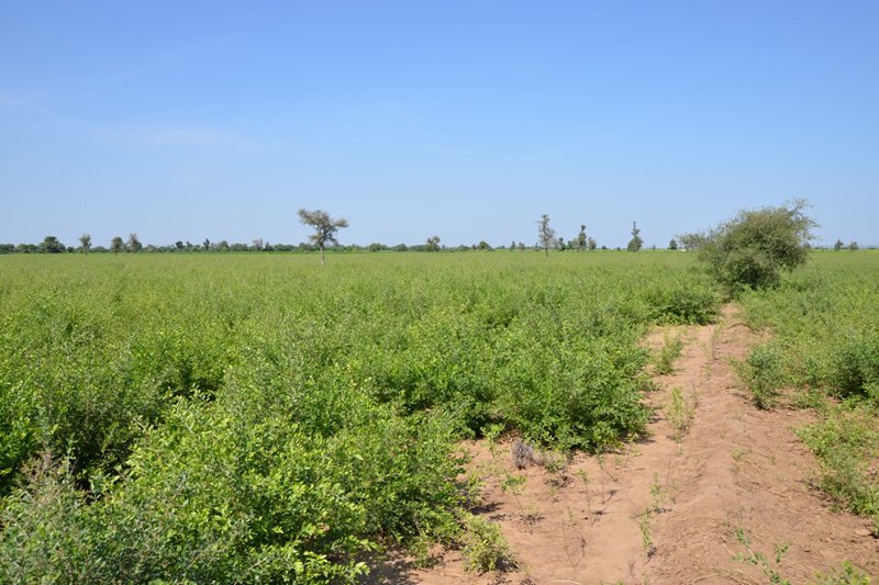 Keo Henna Field Image 18