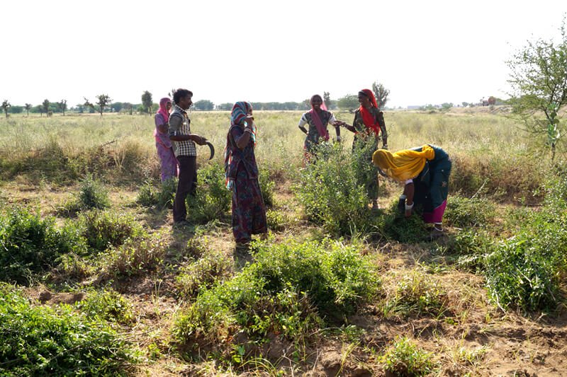 Keo Henna Field Image 3