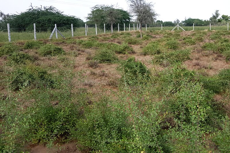 Keo Henna Field Image 5