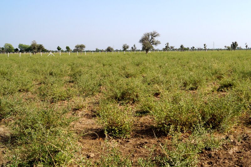 Keo Henna Field Image 6