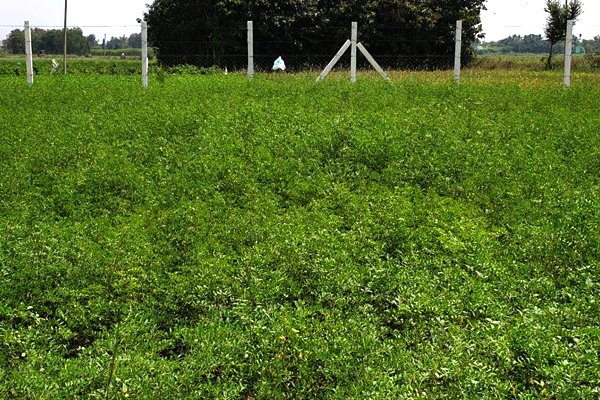 Keo Indigo Field Image 1