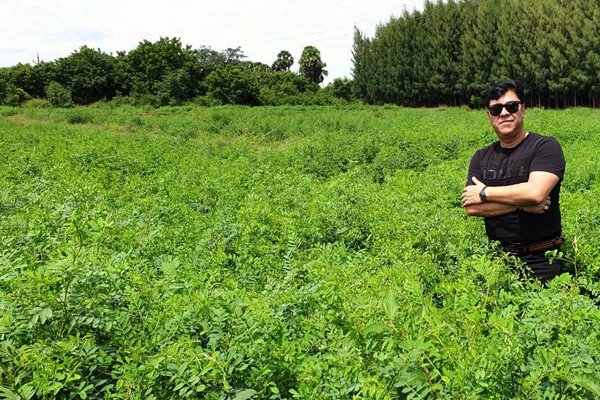 Keo Indigo Field Image 3