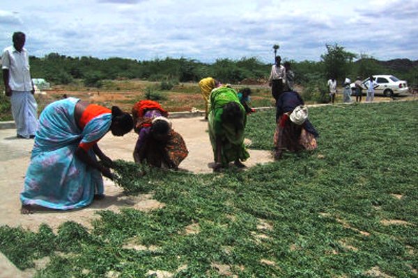 Keo Indigo Field Image 5