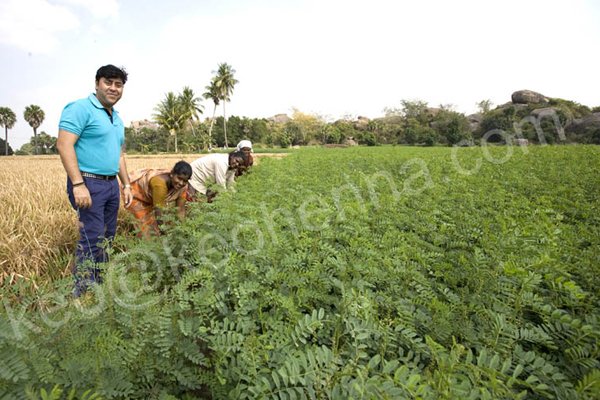 Keo Indigo Field Image 6