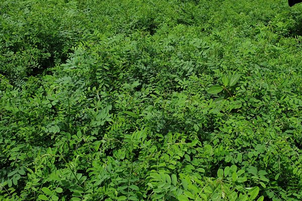 Keo Indigo Field Image 10
