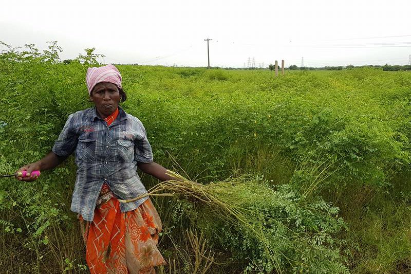 Keo Indigo Field Image 13