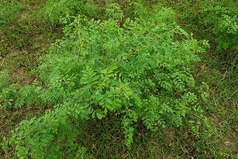 Keo Indigo Field Image 17