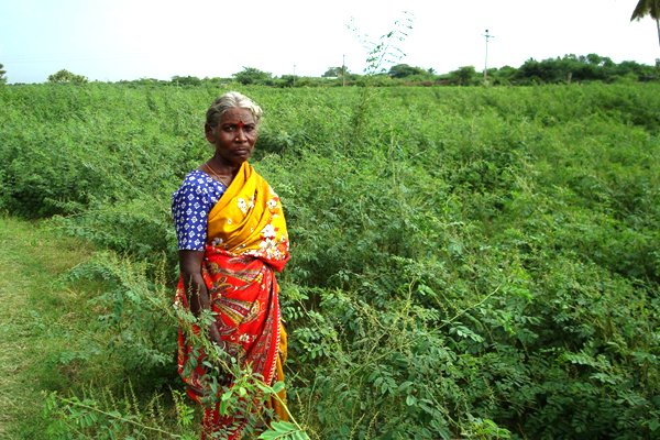 Keo Indigo Field Image 8